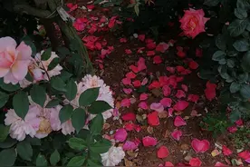 《诗书画艺术》小组每日二联（第66期）图片