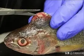 核辐射只会消灭人类? 切尔诺贝利已成动物天堂，那今后的海洋呢?图片