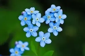 “花中情种”勿忘我：那一抹蓝色，是我永不凋零的爱图片