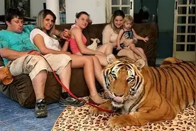 为什么迪拜人养的老虎不咬人？图片