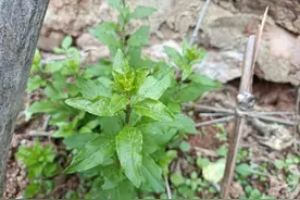 广东人最爱吃的野菜，做汤很美味，养生价值高，你是否吃过它？图片
