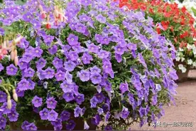 4月养盆矮牵牛，耐晒皮实开花旺，整个夏天花开不断，美极了图片