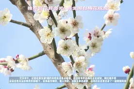 推荐赏花好去处：青龙湖白梅绽放图片