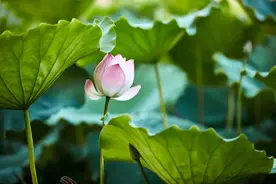 一天一首古诗词 | 古诗词，朱淑真《新荷》图片