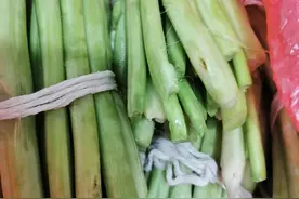 臭苋菜梗～图片