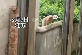 男主人突然回家，陌生男子仅穿短裤翻墙而出，衣服随后从院内扔出图片