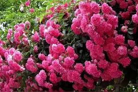 3种爬藤月季，长势较旺盛，适合庭院栽培，花量大、花色艳丽图片