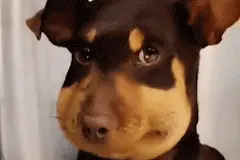 狗狗表情系列图片
