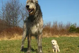 世界大型猛犬排名：最大的犬比肩人，甚至可以猎狼？图片