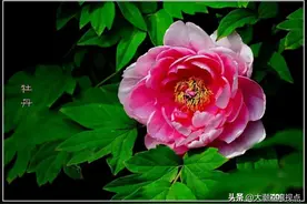 中国十大名花图片
