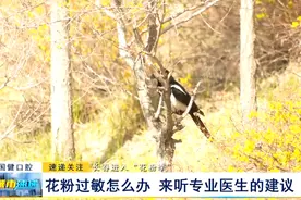 长春进入“花粉季”：花粉过敏怎么办 来听专业医生的建议图片