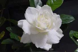 雪魄冰花凉气清，曲阑深处艳精神——栀子花开，清风自来图片