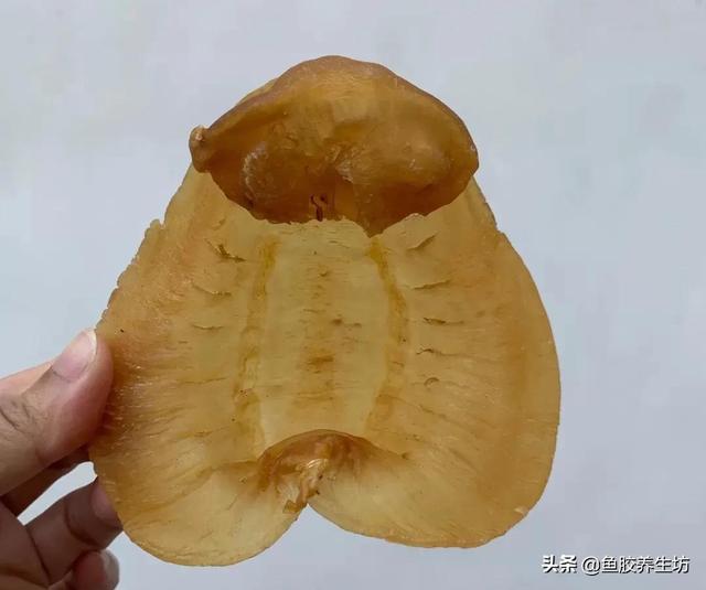 越南巴沙鱼胶多少钱一斤 2026年越南巴沙鱼鱼胶好不好 越南巴沙鱼胶多少钱一斤 2026年越南巴沙鱼鱼胶好不好