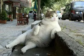 拥有属于自己的雕像 只因坐姿“销魂” 这只流浪猫成“网红”传奇图片