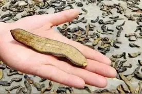 以吸血为生的蚂蟥是如何吸血的？为什么一碰到食盐就会死亡呢？图片