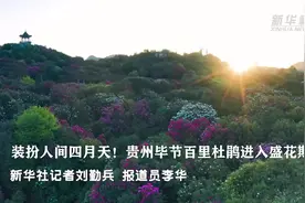 装扮人间四月天！贵州毕节百里杜鹃进入盛花期图片