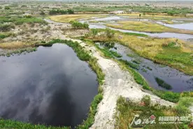 养眼！鸟瞰艾比湖湿地图片