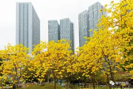 黄花风铃木，在柳州最美的时节遇见你图片