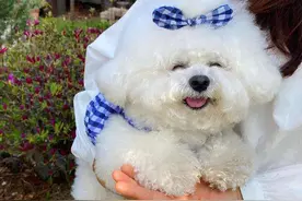 5大点，带你看完“比熊犬”的一生图片