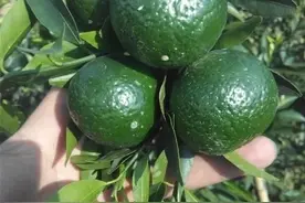清新又特别的果茶--小青柑图片