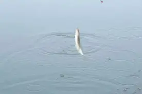 钓白条鱼最佳水深是多少？图片