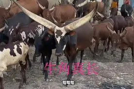 农村媳妇菲利丝，已经回国？而且更新了十几个作品？图片