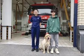 拉布拉多犬流浪半月“求助”消防站，热心消防员助其返家图片