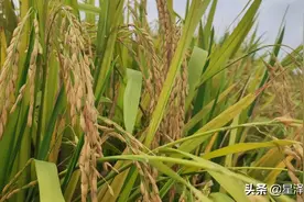 卖米 作者：飞花（张培祥）图片