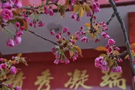 樱花盛放 让这个春天灿若云霞图片