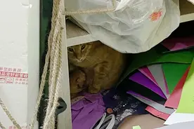 流浪猫带5只猫宝宝“上”幼儿园 消防员贴心上门提供搬家服务图片