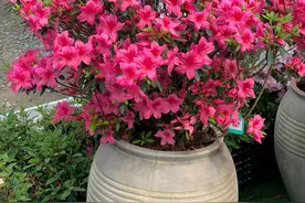 6种花“富贵命”，大盆“撒欢长”，小盆“憋屈死”图片