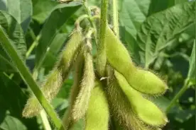 大豆、黄豆、毛豆、豌豆你都分得清吗图片