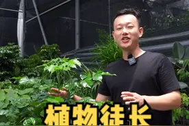 #植物徒长#多肉 徒长的原因是什么？#养花#家庭养花#养花匠@抖音短视频   视频封面