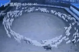 内蒙古“羊转圈”这件事情，真的跟某种预言有关吗？图片