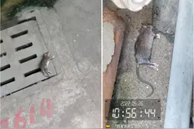 上海多地出现硕大的老鼠，最小的都有10斤，是变异了吗？图片