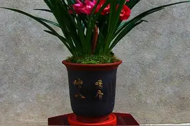 此款经典的兰花，一年到头花开不断，花色艳丽，适合新手图片