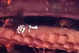 贵州黔西南：虎头蜂霸占养殖箱，咬死蜜蜂伤人畜图片