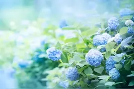 “千面女郎”绣球花，花语知多少？图片