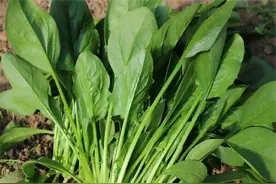 菠菜千万不要和这3种食物同吃？吃了拉肚子？专家解读：有利有弊图片