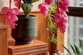 花卉“黑名单”，这“12种花”再漂亮也别种，白白浪费钱和精力图片