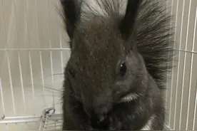 智商不输狗子的小松许~图片