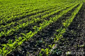 农田除草不必用除草剂，这5种方法既省时省力又环保，除草效果好图片