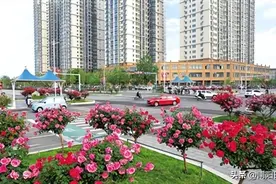 “迎月季盛会展南阳风采”系列报道之花开南阳｜繁花似锦产业兴图片