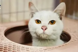 如果猫突然叼来猎物放在你面前，它的意思是____？图片