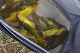 聊聊我关于野河钓黄辣丁的经验杂谈图片