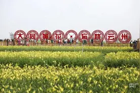 晋头条｜人均增收5000元！山西大同云州区是如何让黄花变“黄金”的？图片