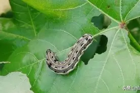 鳞翅目害虫难防治，快来试试这些特效药图片