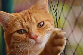 小孩路边偷偷买猫 家长找商家退猫遭拒把猫摔死：网友看怒图片