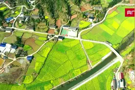 邂逅春天｜湖南百亩油菜花“绘”巨型图案图片
