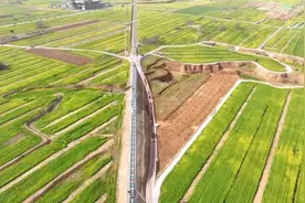 邢台沙河：万亩油菜花竞相开放图片